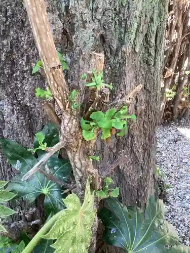 三輪神社の自然