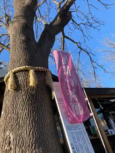 札幌諏訪神社の自然