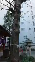 日本橋日枝神社の自然
