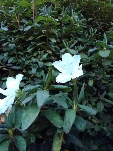 塩船観音寺の庭園