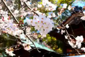 三津厳島神社の自然(2021年04月01日(木) 07時07分46秒投稿)