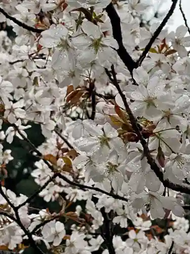 御香宮神社の自然