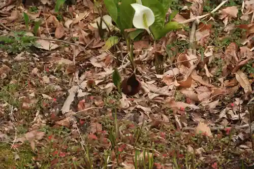 鹿島大神宮の自然