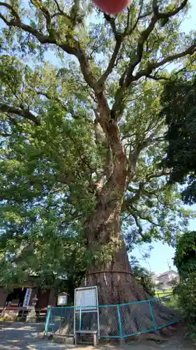 伊勢神明社の自然