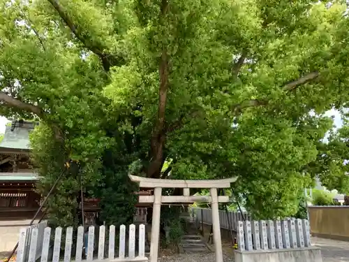 金岡神社の鳥居