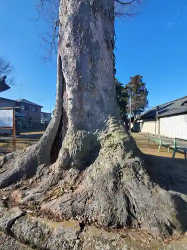 東箭神社の自然