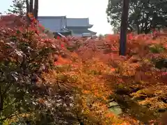 東福禅寺（東福寺）の自然