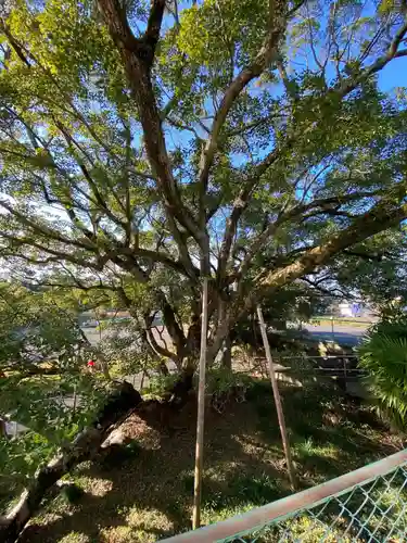 大智院（清水寺大智院）の自然