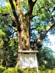 稲佐神社の自然