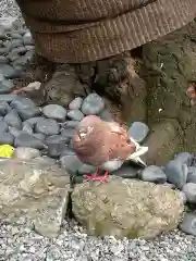 頂法寺（六角堂）の動物