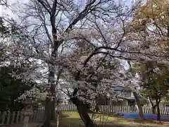 泊神社の自然