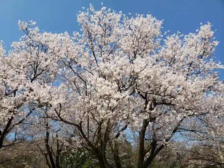 桜ヶ池神社の景色