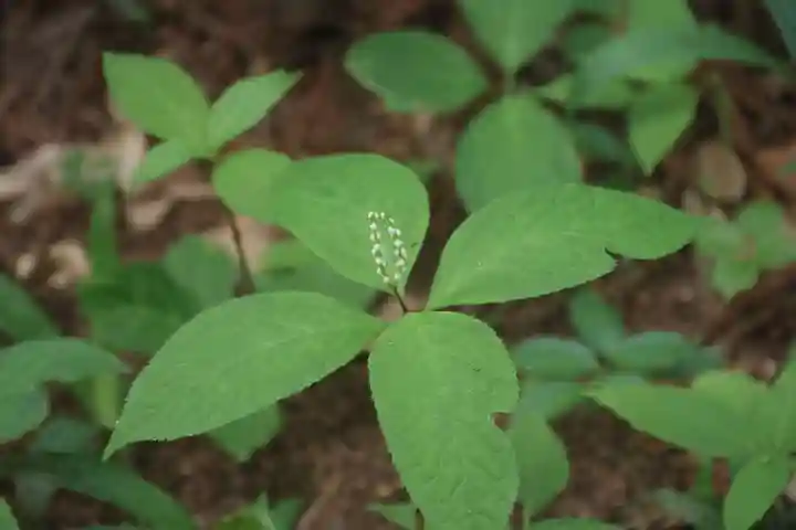 鹿島大神宮の自然
