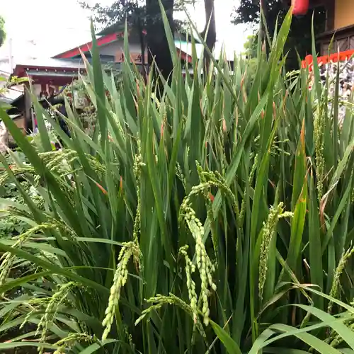 田無神社の自然