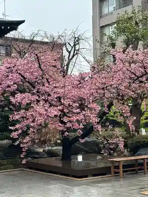 桜神宮(東京都)