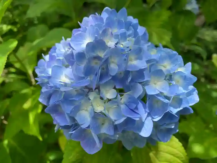 矢田寺(奈良県)