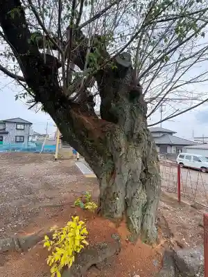 琴平神社の{uncategorized: "未分類", other: "その他", undefined: "問題あり", building: "その他建物", grave: "お墓", sacred_gate: "鳥居", guardian: "狛犬", statue: "像", buddha: "仏像", history: "歴史", nature: "自然", garden: "庭園", animal: "動物", pagoda: "塔", temizu: "手水舎", mountain_gate: "山門・神門", sanctuary: "本殿・本堂", subordinate: "末社・摂社", art: "芸術", scenery: "景色", jizo: "地蔵", ema: "絵馬", goshuin: "御朱印", omikuji: "おみくじ", items: "授与品その他", amulet: "お守り", goshuincho: "御朱印帳", eats: "食事", festival: "お祭り", votive_dance: "神楽", shichigosan: "七五三参", wedding: "結婚式", experience: "体験その他", initially: "初詣", around: "周辺", anti_infection: "感染症対策"}