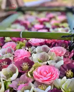 立志神社(滋賀県)(2025年03月29日(土) 21時35分29秒投稿)