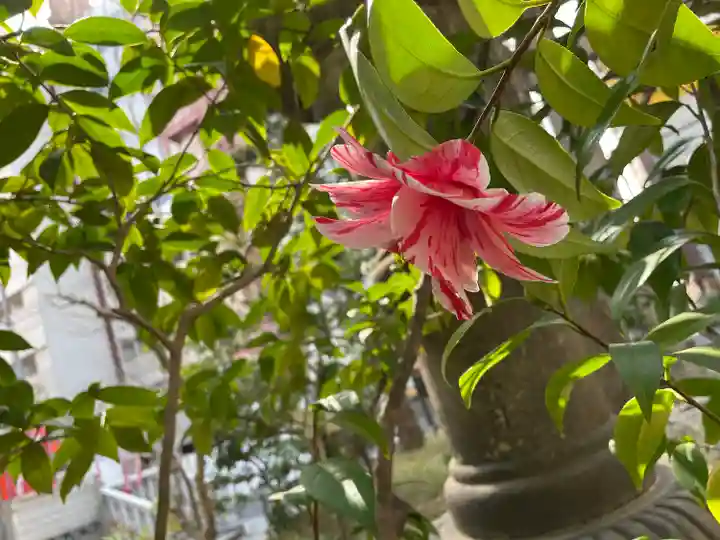 金刀比羅宮東京分社(東京都)