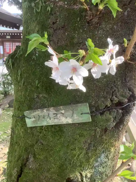 真清田神社の自然