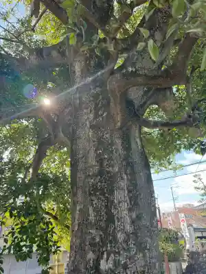 笠覆寺 (笠寺観音)の{uncategorized: "未分類", other: "その他", undefined: "問題あり", building: "その他建物", grave: "お墓", sacred_gate: "鳥居", guardian: "狛犬", statue: "像", buddha: "仏像", history: "歴史", nature: "自然", garden: "庭園", animal: "動物", pagoda: "塔", temizu: "手水舎", mountain_gate: "山門・神門", sanctuary: "本殿・本堂", subordinate: "末社・摂社", art: "芸術", scenery: "景色", jizo: "地蔵", ema: "絵馬", goshuin: "御朱印", omikuji: "おみくじ", items: "授与品その他", amulet: "お守り", goshuincho: "御朱印帳", eats: "食事", festival: "お祭り", votive_dance: "神楽", shichigosan: "七五三参", wedding: "結婚式", experience: "体験その他", initially: "初詣", around: "周辺", anti_infection: "感染症対策"}