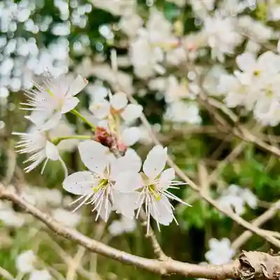 大己貴神社(福岡県)