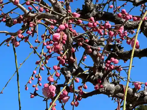 太宰府天満宮の自然