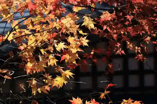 鹿島大神宮の自然