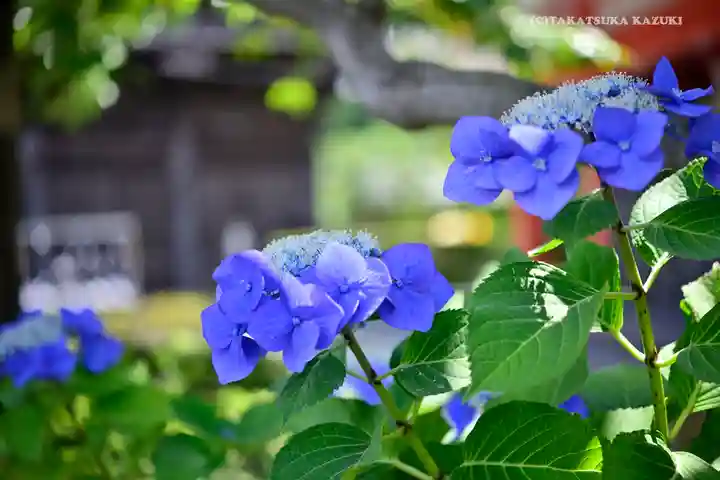 高幡不動尊 金剛寺の自然
