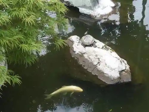 浅間神社の動物
