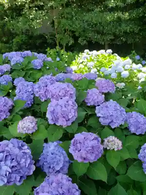 妙法寺(東京都)