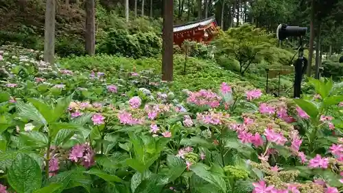 三室戸寺の庭園