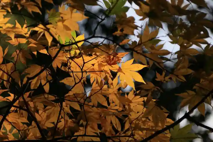 王宮伊豆神社の自然