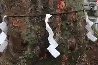 阿邪訶根神社の自然