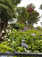 白山神社(東京都)