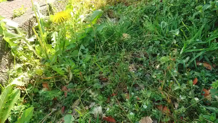 神明社(国府宮神明社)の自然