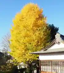 今市報徳二宮神社の自然