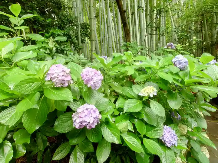 報国寺(神奈川県)