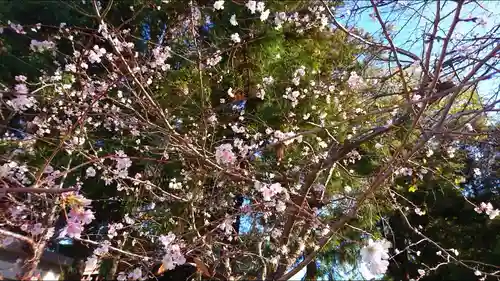 大和田氷川神社の自然