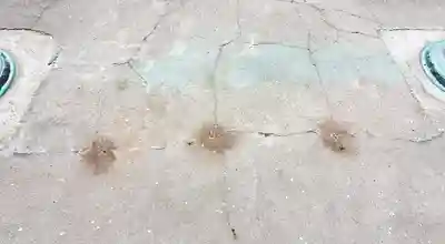 長沼八幡宮(栃木県)