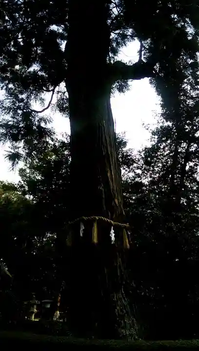 香取神宮の自然