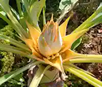 寿量山 速成寺(奈良県)