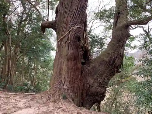 大宮神社の自然