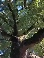 穴八幡宮の自然