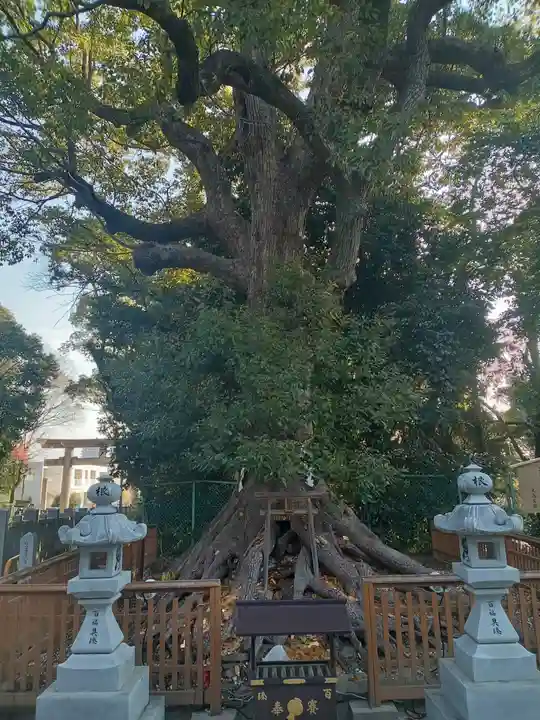和泉國一之宮 大鳥大社(大阪府)