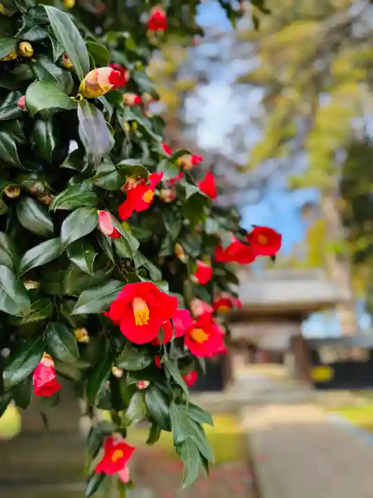 守りの神 藤基神社(新潟県)