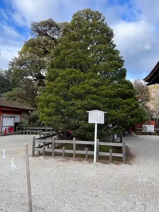 賀茂御祖神社(下鴨神社)の自然