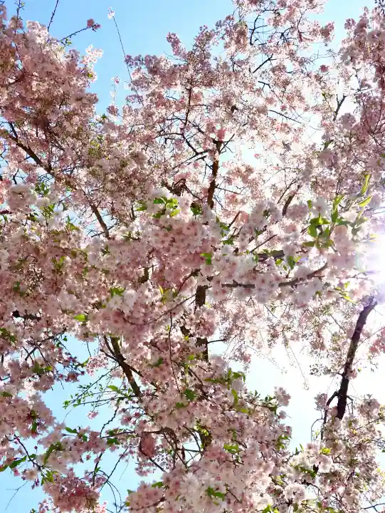 金櫻神社の{uncategorized: "未分類", other: "その他", undefined: "問題あり", building: "その他建物", grave: "お墓", sacred_gate: "鳥居", guardian: "狛犬", statue: "像", buddha: "仏像", history: "歴史", nature: "自然", garden: "庭園", animal: "動物", pagoda: "塔", temizu: "手水舎", mountain_gate: "山門・神門", sanctuary: "本殿・本堂", subordinate: "末社・摂社", art: "芸術", scenery: "景色", jizo: "地蔵", ema: "絵馬", goshuin: "御朱印", omikuji: "おみくじ", items: "授与品その他", amulet: "お守り", goshuincho: "御朱印帳", eats: "食事", festival: "お祭り", votive_dance: "神楽", shichigosan: "七五三参", wedding: "結婚式", experience: "体験その他", initially: "初詣", around: "周辺", anti_infection: "感染症対策"}