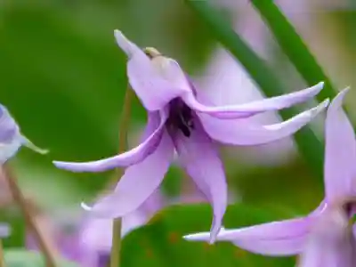 三毳不動尊(栃木県)