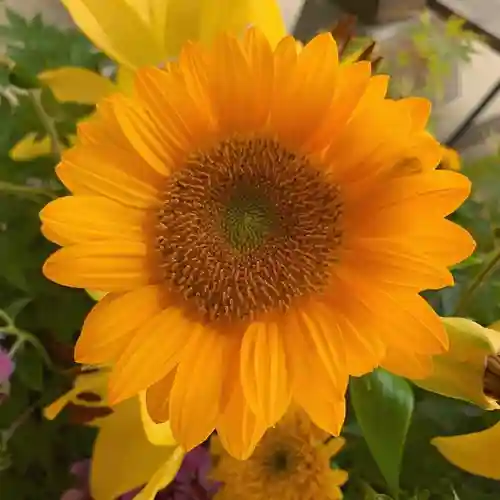 滑川神社 - 仕事と子どもの守り神の手水舎